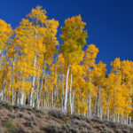 Pando